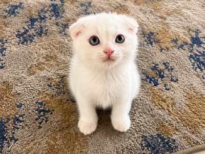Cute Scottish Fold Male - Scottish Fold - Gallery Photo #1