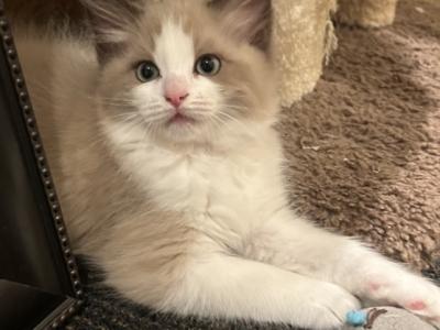 Stunning Mink Seal Bicolor - Ragdoll - Gallery Photo #1