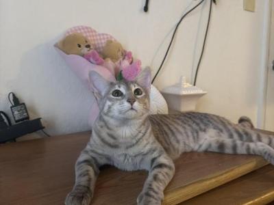 Mika - Bengal - Gallery Photo #1