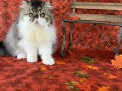 Male Tabby & White - Persian - Gallery Photo #1