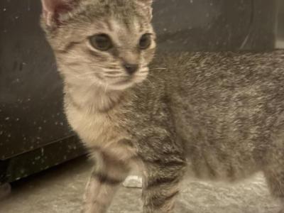 Acacia And Teak's Litter - Domestic - Gallery Photo #1