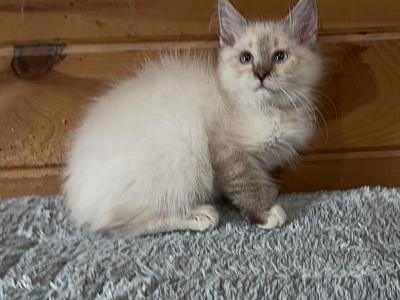 Nash - Siberian - Gallery Photo #1