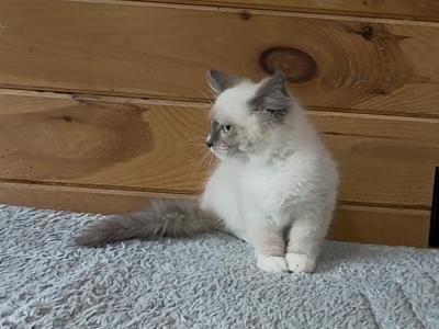 Noodle - Siberian - Gallery Photo #1
