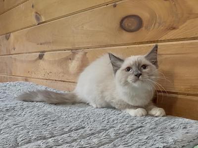 Noodle - Siberian - Gallery Photo #1