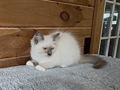 Nelson - Siberian - Gallery Photo #1