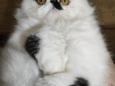 MONRT - Persian - Gallery Photo #1
