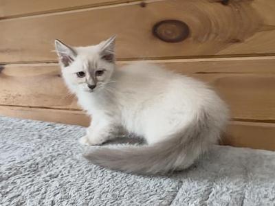 Nilla Wafer - Siberian - Gallery Photo #1
