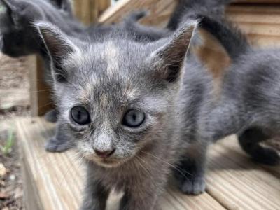 Mama Kitty Summer Litter - Domestic - Gallery Photo #1