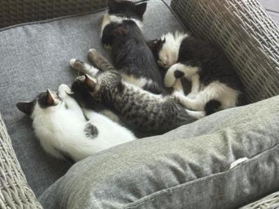 Kittens For Sale - Domestic - Gallery Photo #1