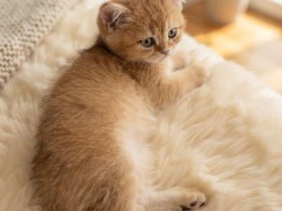 Dasha - British Shorthair - Gallery Photo #1