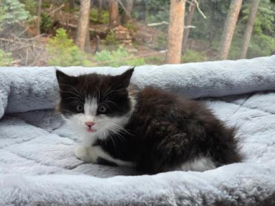 Looking For New Home Kittins - Domestic - Gallery Photo #1