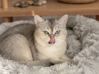 Maria - British Shorthair - Gallery Photo #1