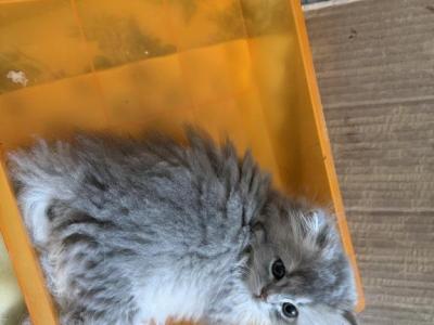 Alex - British Shorthair - Gallery Photo #1