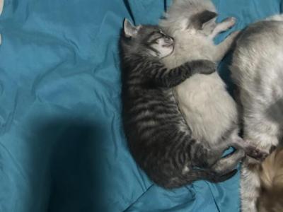 Novas Litter - Siamese - Gallery Photo #1