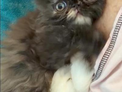 Tortie Girl - Persian - Gallery Photo #1