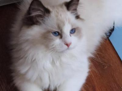 Seal Bicolor - Ragdoll - Gallery Photo #1