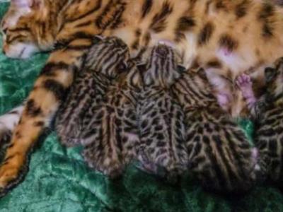 Traverse Litter - Bengal - Gallery Photo #1