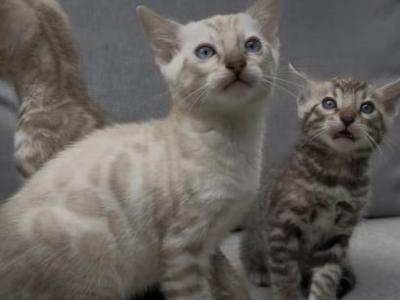 White Chevy Litter - Bengal - Gallery Photo #1