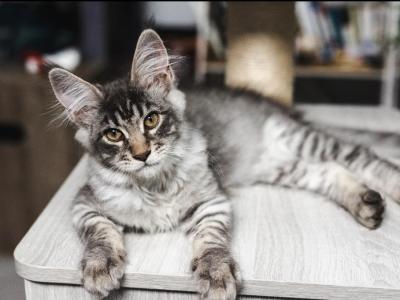 Oziandra - Maine Coon - Gallery Photo #1