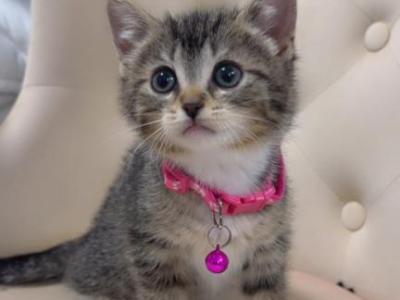 Kittens - American Shorthair - Gallery Photo #1