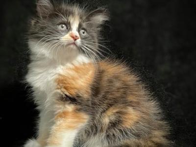 Cute Colorful Kittens - Domestic - Gallery Photo #1