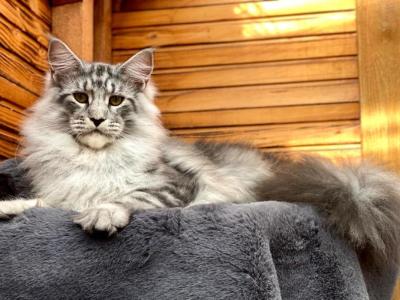 Import From Russia - Maine Coon - Gallery Photo #1