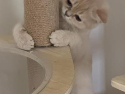 Ben DNA Verified Fawn Golden - British Shorthair - Gallery Photo #1
