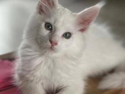Snow - Maine Coon - Gallery Photo #1