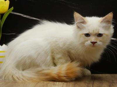 Mecca Of RomanovCats - Siberian - Gallery Photo #1