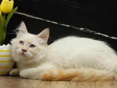 Mecca Of RomanovCats - Siberian - Gallery Photo #1