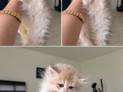 Bentley - British Shorthair - Gallery Photo #1