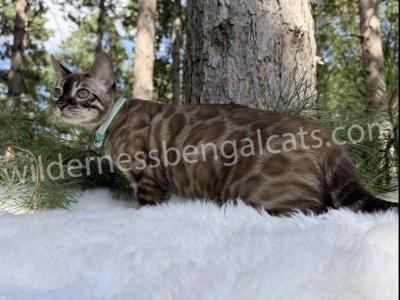 Jasper - Bengal - Gallery Photo #1