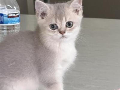 Lucas - British Shorthair - Gallery Photo #1
