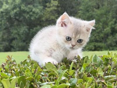 Lucas - British Shorthair - Gallery Photo #1