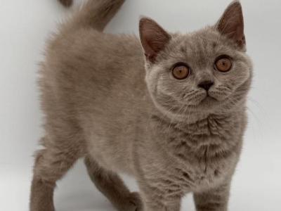 British Shorthair Kittens - British Shorthair - Gallery Photo #1