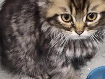 Chocolate Tabby Persian Kitten - Persian - Gallery Photo #1
