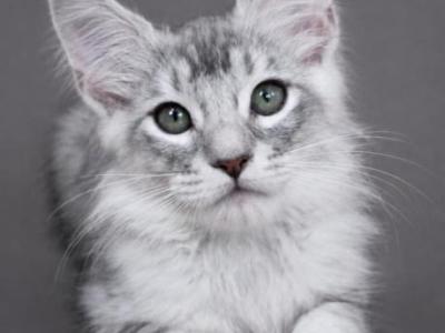 Maine Coon Kittens - Maine Coon - Gallery Photo #1