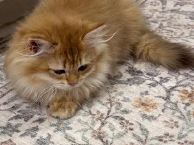 Chocolate Golden - British Shorthair - Gallery Photo #1