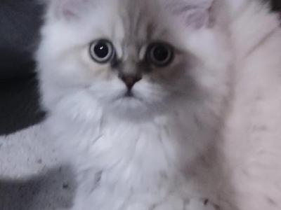 Green Eyed Blue Point Persian Kitten - Persian - Gallery Photo #1
