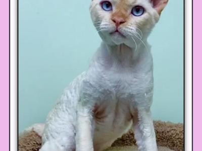 Julianus Yulik - Devon Rex - Gallery Photo #1