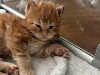 Pumpkin Spice - Maine Coon - Gallery Photo #1