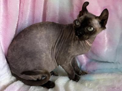 Lilith - Sphynx - Gallery Photo #1