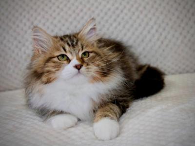 Mindy - Siberian - Gallery Photo #1