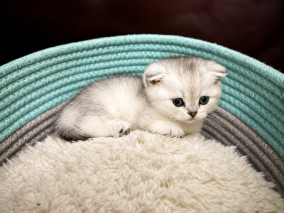 Buttons - Domestic - Gallery Photo #1