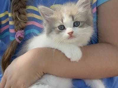 CottonCandy Dollface Persian - Persian - Gallery Photo #1