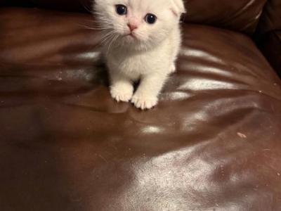 Peaches - Domestic - Gallery Photo #1