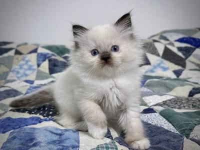 Errol - Ragdoll - Gallery Photo #1