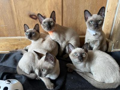 Natural Mink Tonkinese Kittens Available Now - Tonkinese - Gallery Photo #1