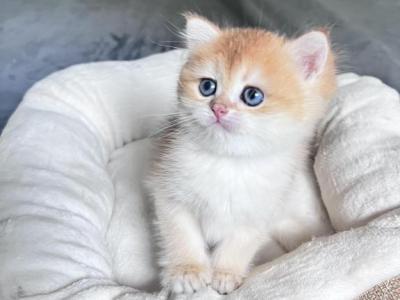 Golden British Shorthair Kitten LaMajeur Cattery - Brazilian Shorthair - Gallery Photo #1