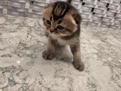 Elliot - Scottish Fold - Gallery Photo #1
